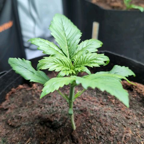 Strawberry Gorilla  #1 growlog timeline photo