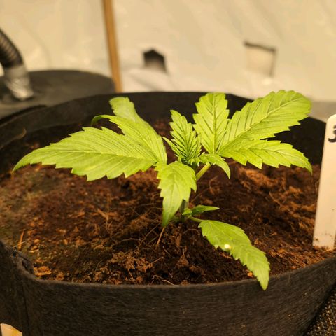 Strawberry Gorilla  #3 growlog timeline photo