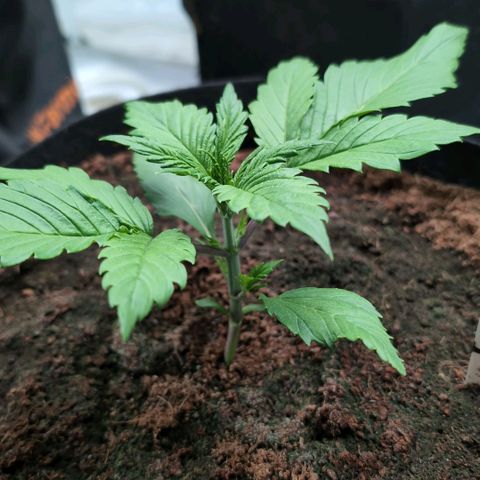 Frostbanger  #1 growlog timeline photo