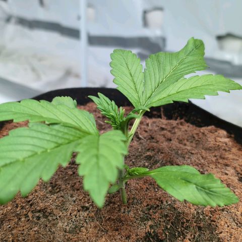 Frostbanger  #3 growlog timeline photo