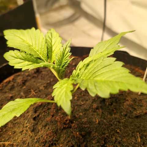 Frostbanger  #2 growlog timeline photo