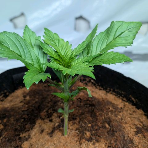 Strawberry Gorilla  #2 growlog timeline photo