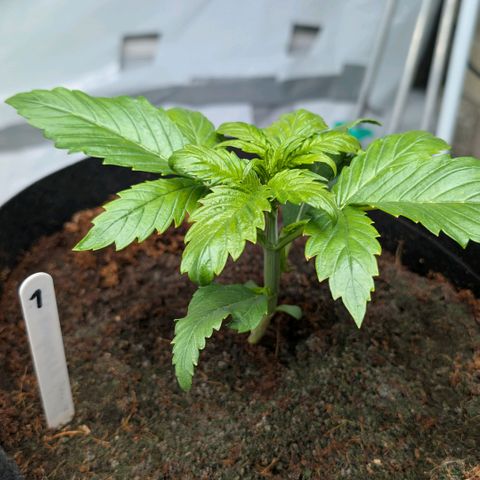 Strawberry Gorilla  #1 growlog timeline photo