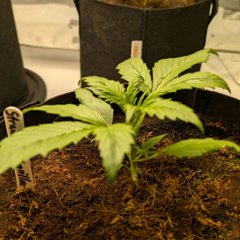 Strawberry Gorilla  #3 growlog timeline photo