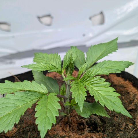 Frostbanger  #1 growlog timeline photo