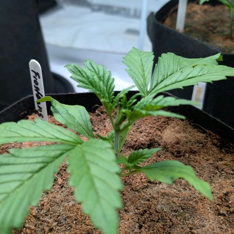 Frostbanger  #3 growlog timeline photo