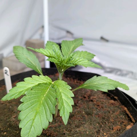Frostbanger  #2 growlog timeline photo