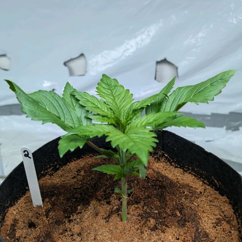 Strawberry Gorilla  #2 growlog timeline photo