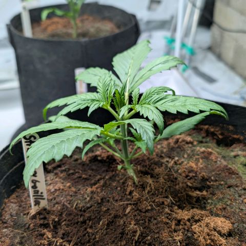 Strawberry Gorilla  #3 growlog timeline photo