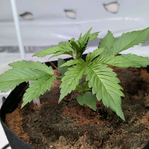 Frostbanger  #1 growlog timeline photo