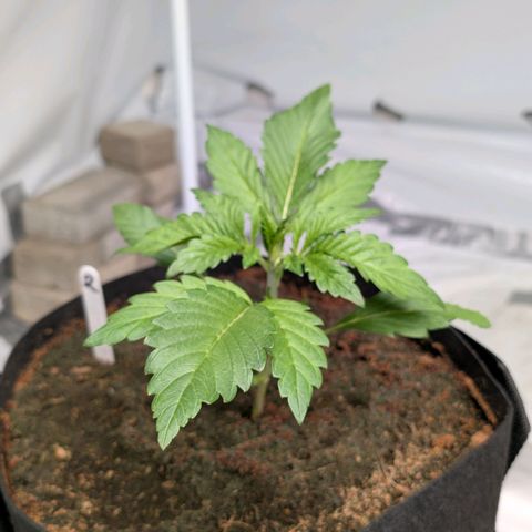 Frostbanger  #2 growlog timeline photo