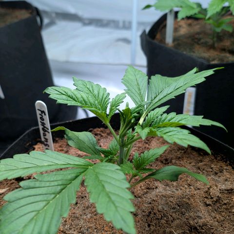Frostbanger  #3 growlog timeline photo