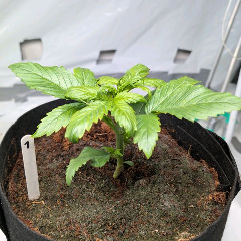 Strawberry Gorilla  #1 growlog timeline photo