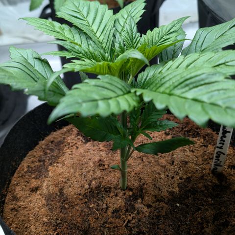 Strawberry Gorilla  #2 growlog timeline photo