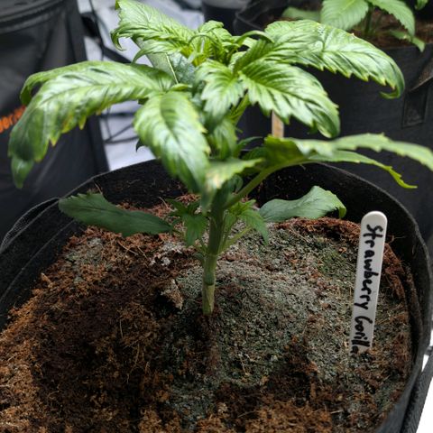 Strawberry Gorilla  #1 growlog timeline photo