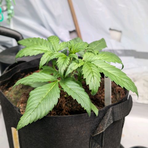 Strawberry Gorilla  #3 growlog timeline photo