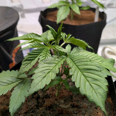 Frostbanger  #1 growlog timeline photo