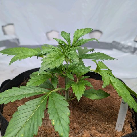 Frostbanger  #3 growlog timeline photo