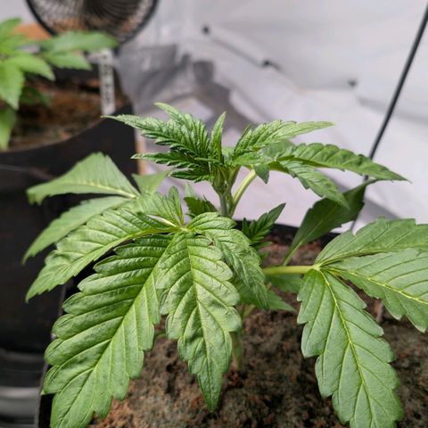 Frostbanger  #2 growlog timeline photo