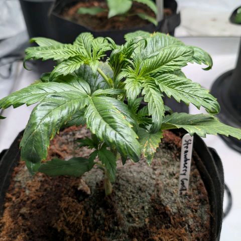Strawberry Gorilla  #1 growlog timeline photo