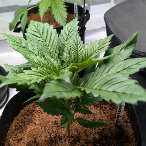 Strawberry Gorilla  #2 growlog timeline photo