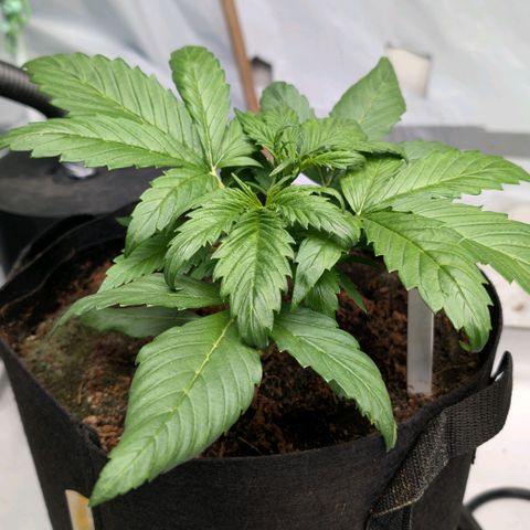 Strawberry Gorilla  #3 growlog timeline photo