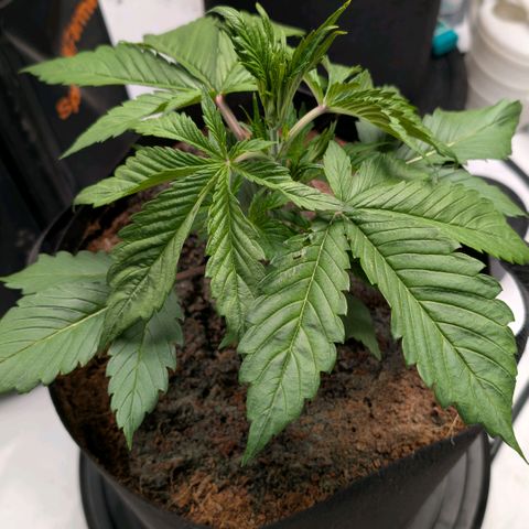 Frostbanger  #1 growlog timeline photo