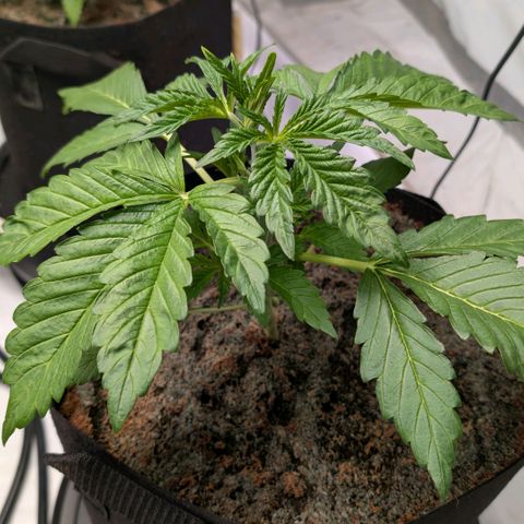 Frostbanger  #2 growlog timeline photo