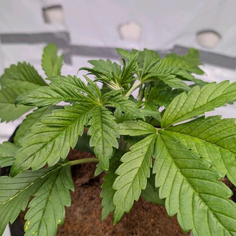 Frostbanger  #3 growlog timeline photo