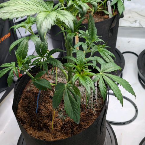 Strawberry Gorilla  #1 growlog timeline photo