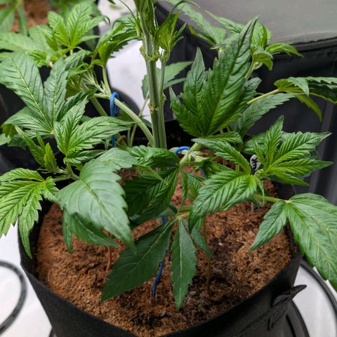 Strawberry Gorilla  #2 growlog timeline photo