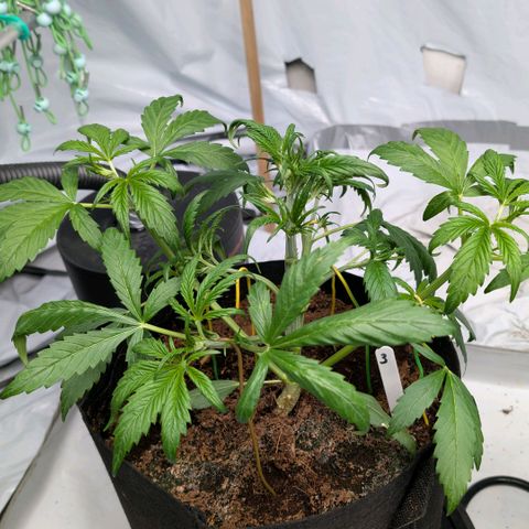 Strawberry Gorilla  #3 growlog timeline photo