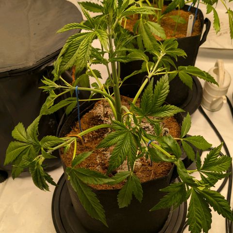 Frostbanger  #1 growlog timeline photo