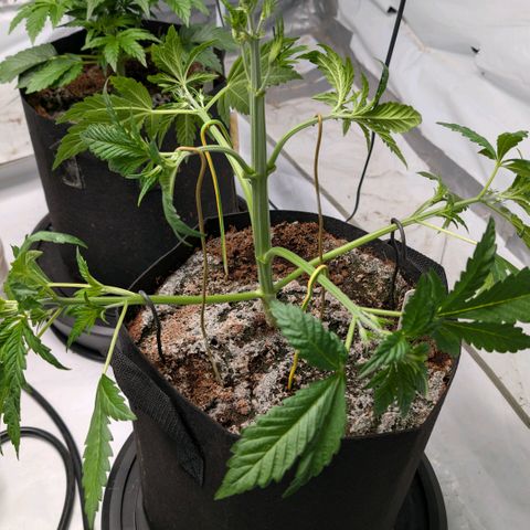 Frostbanger  #2 growlog timeline photo
