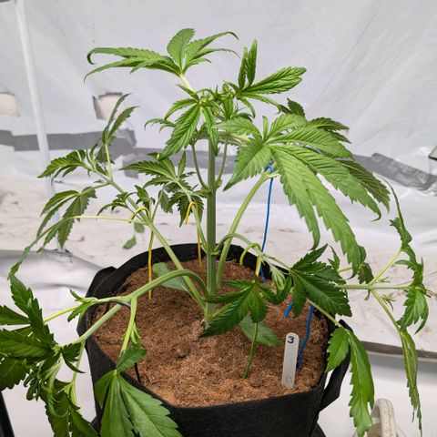 Frostbanger  #3 growlog timeline photo