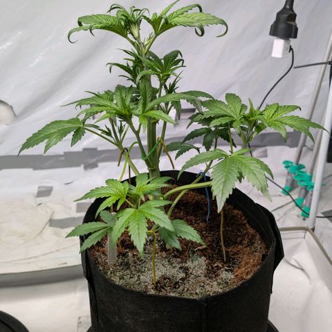 Strawberry Gorilla  #1 growlog timeline photo