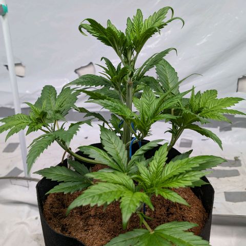 Strawberry Gorilla  #2 growlog timeline photo