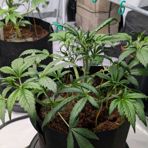 Strawberry Gorilla  #3 growlog timeline photo