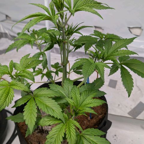 Frostbanger  #1 growlog timeline photo