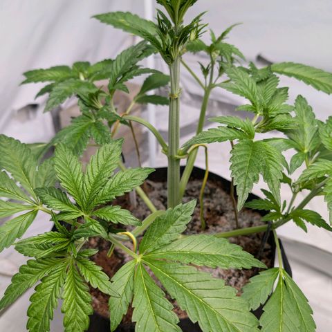 Frostbanger  #2 growlog timeline photo
