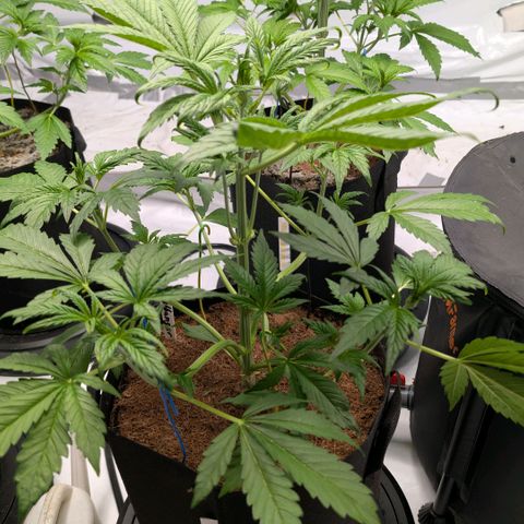 Frostbanger  #3 growlog timeline photo