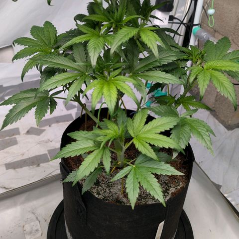Strawberry Gorilla  #1 growlog timeline photo