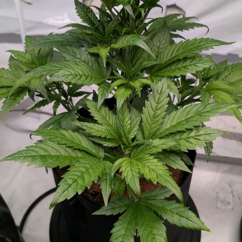 Strawberry Gorilla  #2 growlog timeline photo