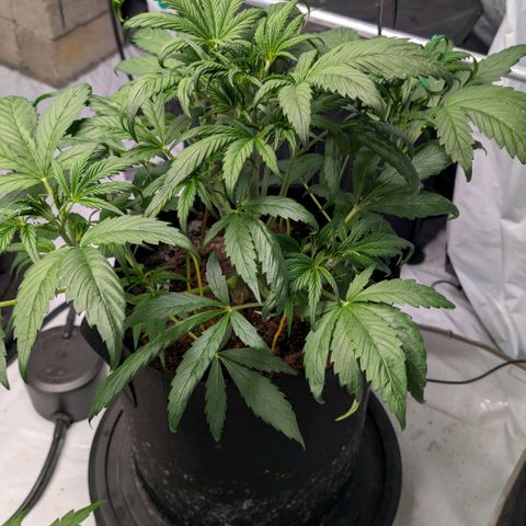 Strawberry Gorilla  #3 growlog timeline photo
