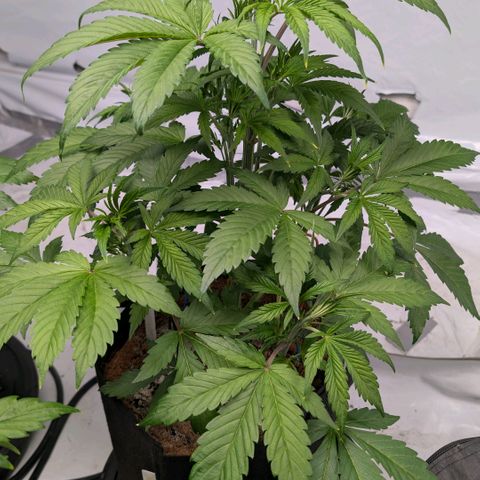 Frostbanger  #1 growlog timeline photo