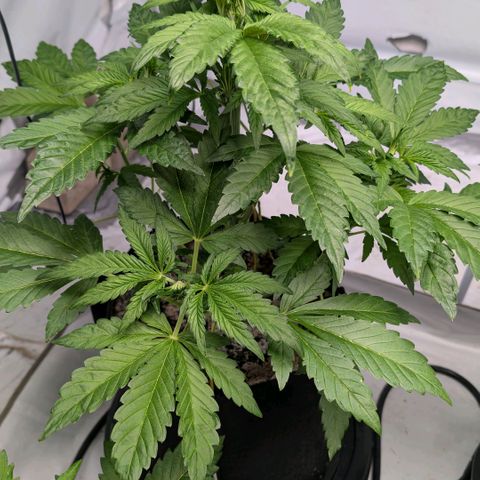 Frostbanger  #2 growlog timeline photo