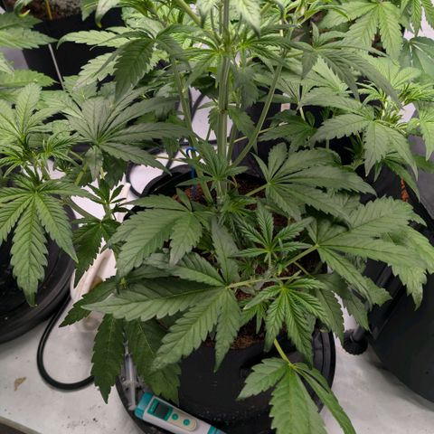 Frostbanger  #3 growlog timeline photo