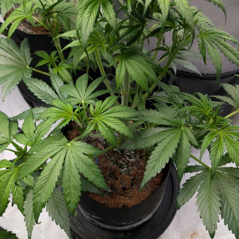 Strawberry Gorilla  #1 growlog timeline photo