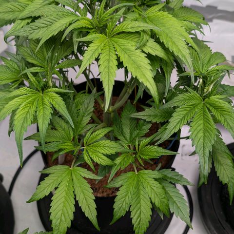 Strawberry Gorilla  #2 growlog timeline photo