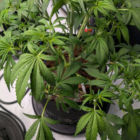 Strawberry Gorilla  #3 growlog timeline photo